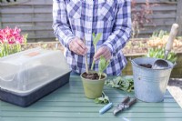 Woman using bamboo stick to help plant Sedum cuttings in pot