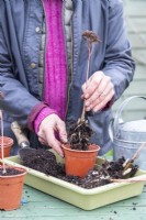 Woman planting rooted Sedum 'Herbstfreude' cuttings in individual pots