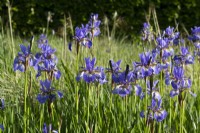 Iris Sibirica growing in the meadow garden
