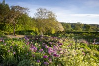 Gravel garden with various varieties of alliums and Anthriscus sylvestris - Cow parsley