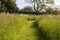 Meadow garden with a mowed path through field of buttercups, Camassia leichtlinii and grasses 