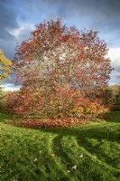 Liquidambar Styraciflua Sweet Gum tree in the Autumn