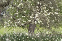 Pyrus amygdaliformis - pear tree blossom in spring