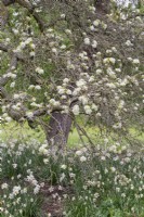 Pyrus amygdaliformis - pear tree blossom in the spring