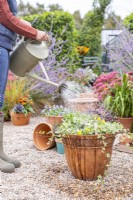 Woman watering container planted with Ivy, Violas and Narcissus bulbs