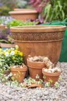 Narcissi 'Pipit', 'Geranium' and 'Tete-a-Tete' bulbs with white and yellow Violas, Ivy and a large terracotta container laid out on the ground