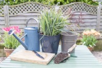 Carex 'Bunny Blue', compost, knife, pots, label and watering can laid out on table