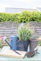 Carex 'Bunny Blue', compost, knife, pots, label and watering can laid out on table