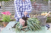 Woman using kitchen knife to cut the Carex roots in half