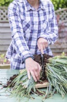 Woman using kitchen knife to cut the Carex roots in half