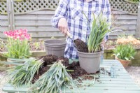 Woman planting Carex 'Bunny Blue' in pot and filling with compost