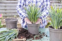 Woman firming in compost around Carex 'Bunny Blue'