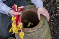 Checking and harvesting forced rhubarb stems