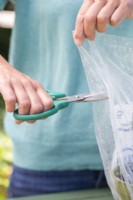 Woman cutting holes in plastic bag covering Blackberry cuttings