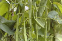 Climbing French Bean Phaseolus vulgaris 'The Prince'