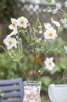 White Anemones in glass vase filled with stones to keep them in place