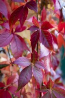 Parthenocissus quinquefolia - Virginia creeper - October