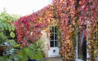 Autumn colours of Parthenocissus quinquefolia on April House, Gloucestershire, 