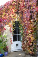 Autumn colours of Parthenocissus quinquefolia around a door at April House, Gloucestershire,