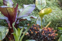 Ensete ventricosum 'Maurelii', Begonia 'Glowing Embers' and bamboo at April House, Gloucestershire