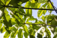 The leaves of Tetrapanax papyrifer create shade.