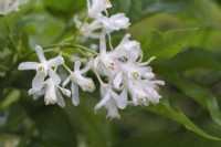 Staphylea holocarpa 'Grandiflora'