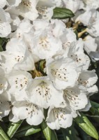Rhododendron yakushimanum Yaku Angel, spring May