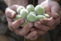 Handful of Thinned fruit from apricot tree