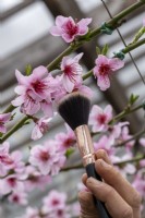 Using a small make up brush (traditionally a rabbit's tail) to pollinate Prunus persica, peach blossom flowers. Inside a greenhouse.