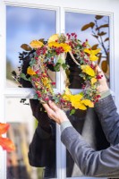 Woman placing wreath made out of Ivy, Beech sprigs and Hawthorn on a door