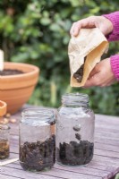 Woman pouring Anemone bulbs in jars of water to allow them to soak before planting them