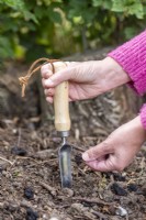 Woman planting Anemone 'Blue Shades' bulbs in border