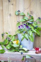 Bucket planted with Viola 'Sorbet Denim Jump Up' with blue blanket and Honeysuckle sprigs on a wooden bench
