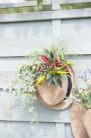 Hat planter containing Ivy, Chilli and Carex hanging on wooden fence