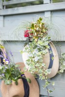 Hat planter containing Ivy, Coprosma, Cyclamen and Carex hanging on wooden fence