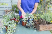 Woman planting Ivy in pot with Cyclamen, Coprosma and Carex
