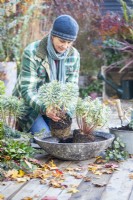 Woman planting Euphorbia characias 'Silver Edge' in shallow container