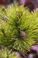 Pinus contorta 'Chief Joseph'