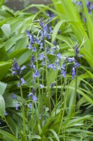 Hyacinthoides non-scripta 'Bracteata'. Rare form of native bluebell with the addition of long whiskery green bracts along each flower node. April.
