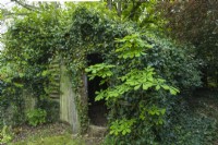 Disused timber garden outbuilding overgrown with ivy and a self-sown horse chestnut sapling. April.