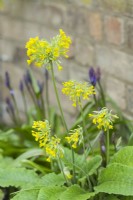 Primula veris 'Feathers' - feathered cowslip. Rare cultivated form of cowslip. April.