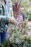 Woman placing Rose hips in shallow container with Cornus sprigs, Eucalyptus sprigs, Euphorbia, Carex, Ivy and Chamaecyparis