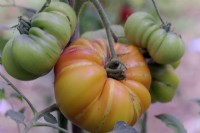 Heritage Beefsteak Tomato - Solanum lycopersicum Cotelee Jaune