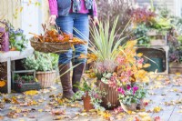 Container planted with Phormium 'Tenax', Callunas, Ivy, Beech sprigs and Rowan - Sorbus berries with smaller pots planted with Ivy and Cyclamen with leaves scattered across the deck with woman holding a wicker basket