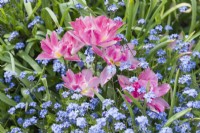 Tulipa 'Angelique' growing with forget-me -nots. April.
