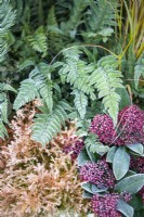 Dryopteris erythrosora - Fern, Skimmia japonica 'Rubella' and Thuja occidentalis 'Rheingold' planted together