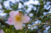 Camellia x williamsii 'J C Williams'