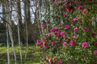 Camellia x williamsii 'Donation' bush with stand of silver birch trees behind