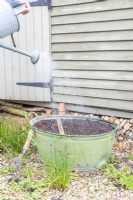 Watering large metal basin planted with wildflower seeds
