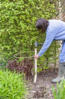 Woman hammering birch plant support into ground in border